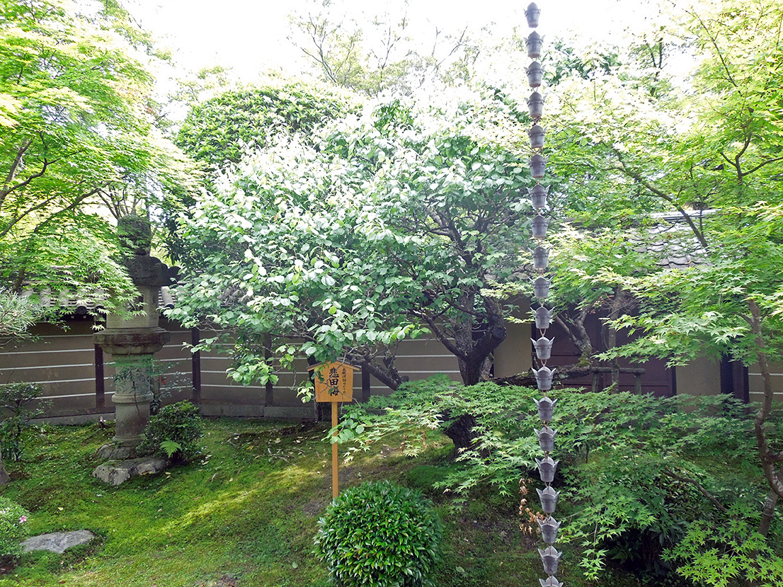 永観堂 禅林寺