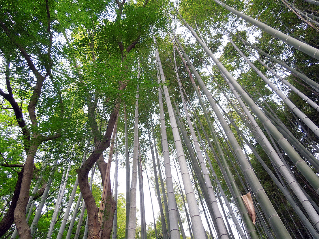 青蓮院