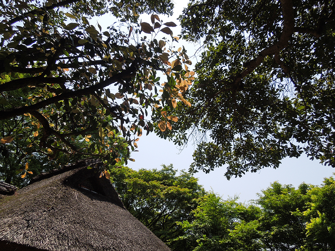 金福寺