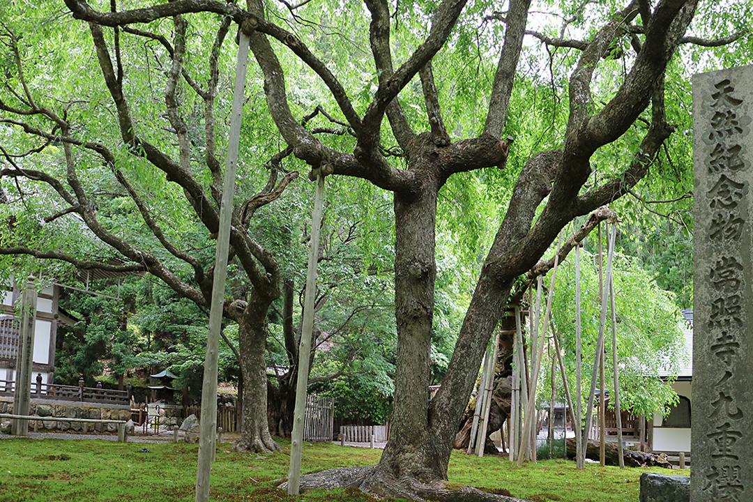 常照皇寺