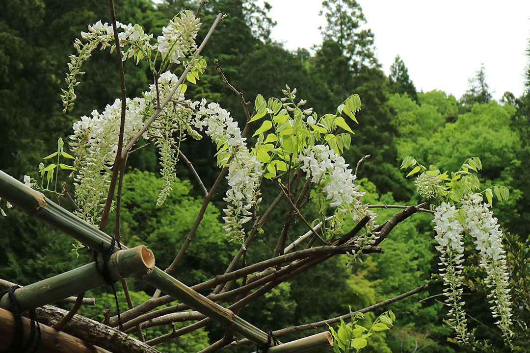 常照皇寺
