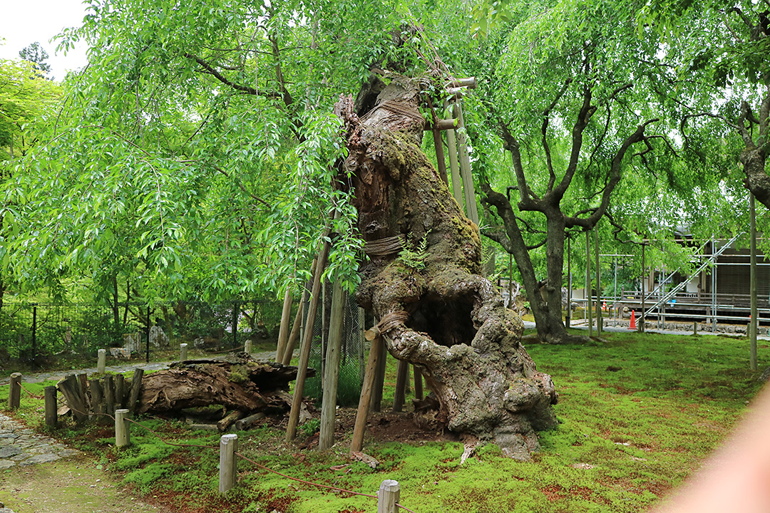 常照皇寺