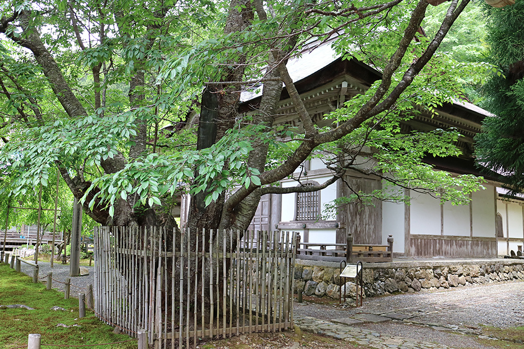 常照皇寺