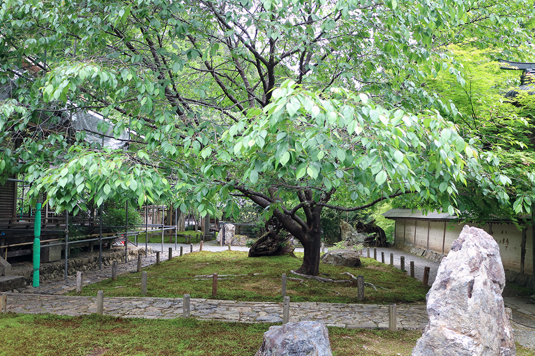 常照皇寺